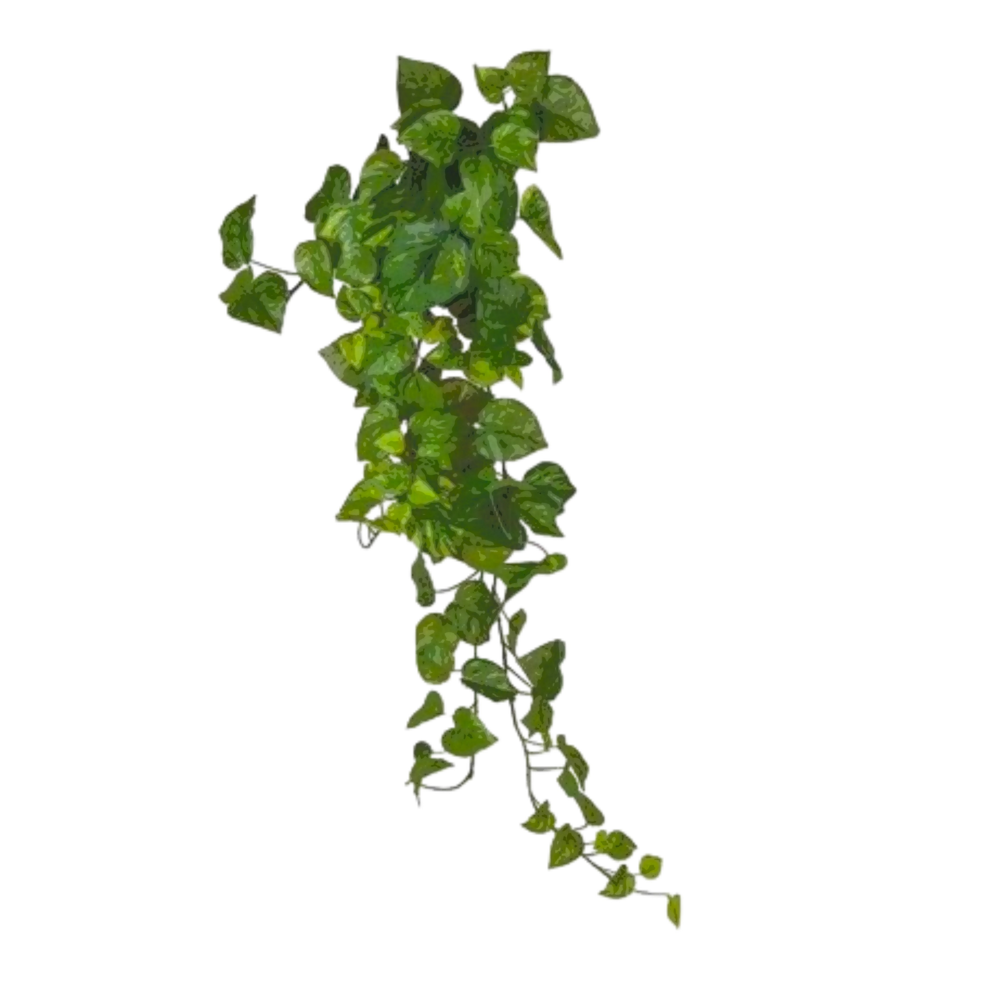 plant2